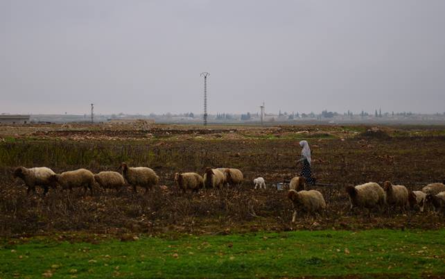 Woman walks alongside livestock in Lebanon.